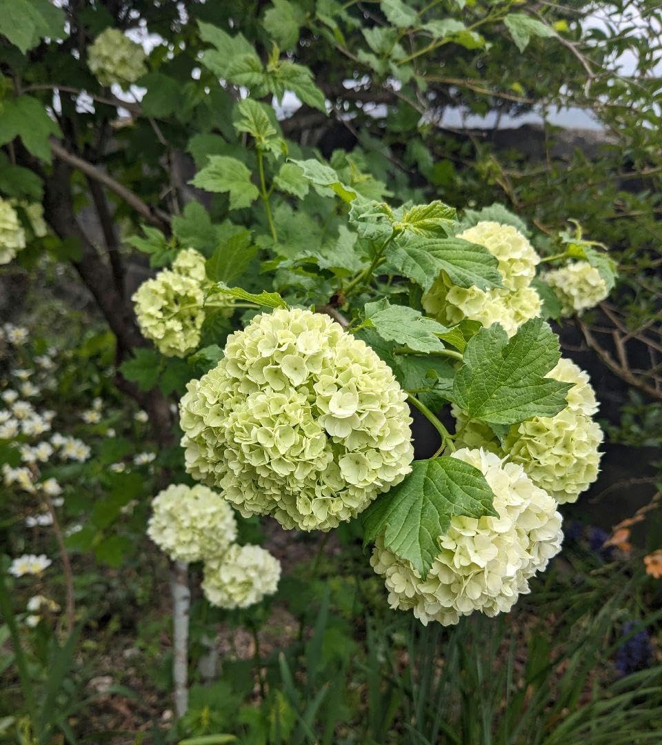 Amazon｜ビバーナムスノーボール 苗｜観葉植物 オンライン通販